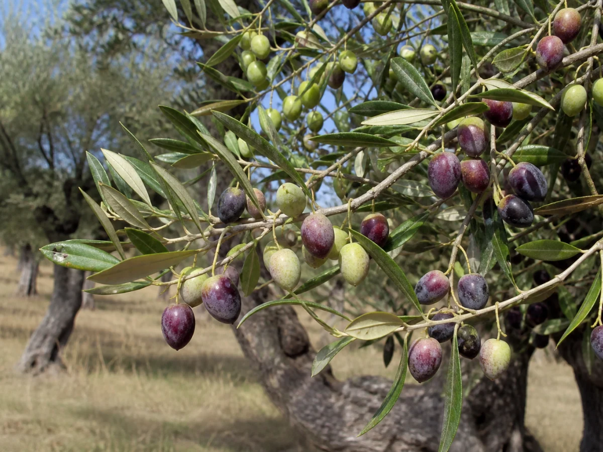 Prancha botânica complementar de Oliveira ‘Coração de Lebre’ (Olea europaea L. ‘Coração de Lebre’) com caracteres de identificação e ciclo de vida