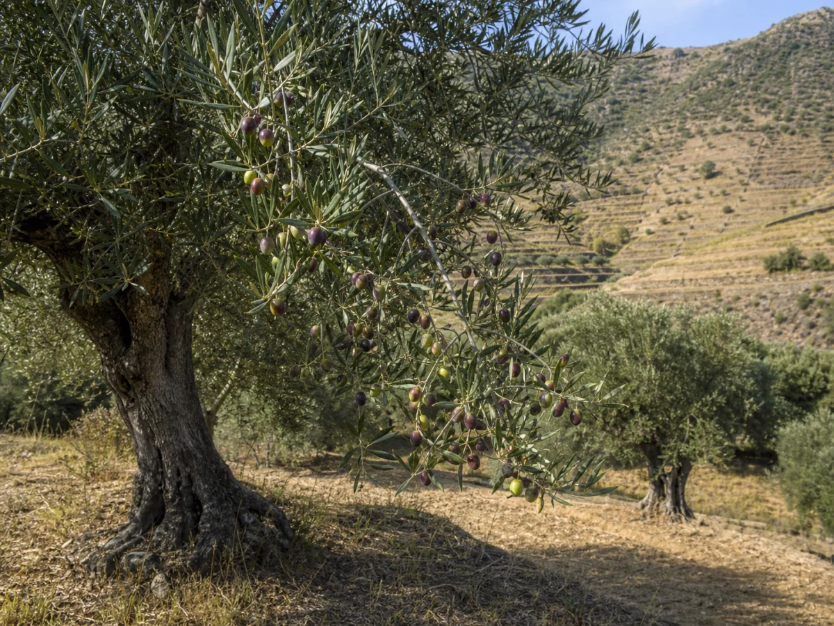 Prancha botânica complementar de Oliveira ‘Cordovil de Trás-os-Montes’ (Olea europaea L. ‘Cordovil de Trás-os-Montes’) com caracteres de identificação e ciclo de vida