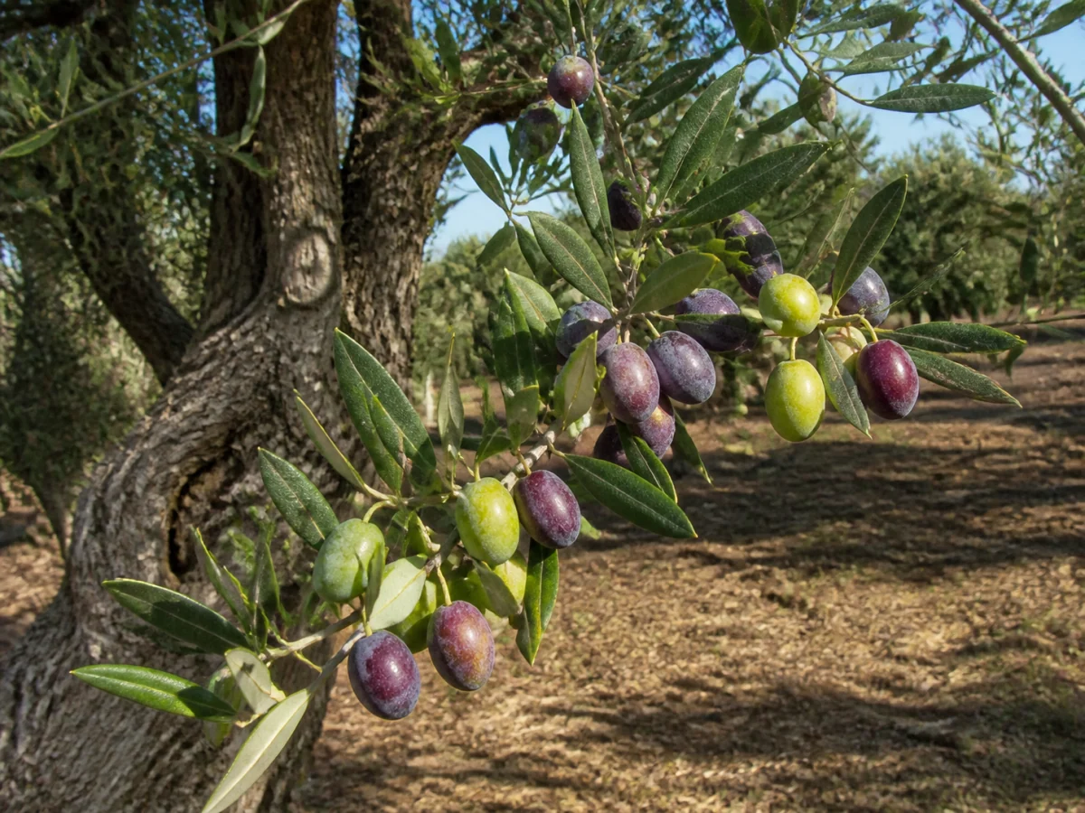 Prancha botânica complementar de Oliveira ‘Cordovil Macho’ (Olea europaea L. ‘Cordovil Macho’) com caracteres de identificação e ciclo de vida