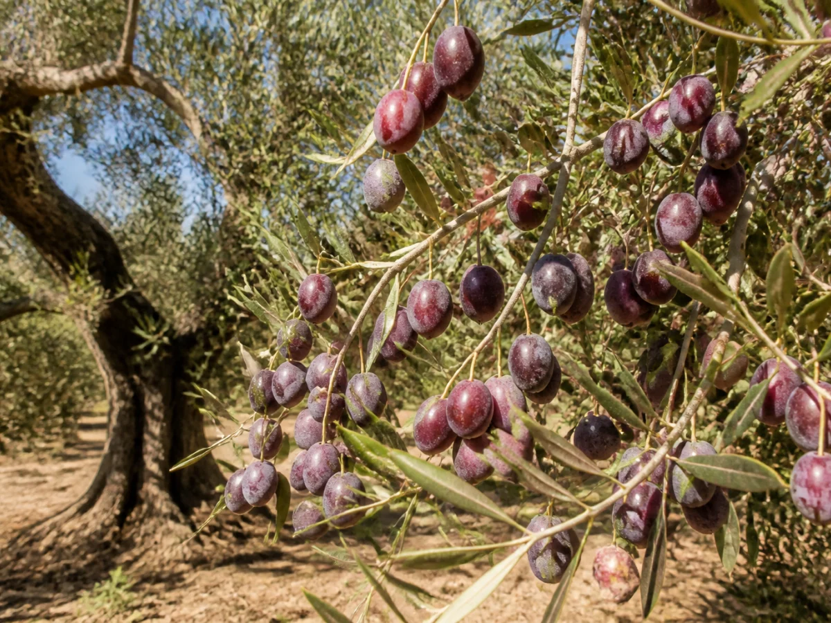 Prancha botânica complementar de Oliveira ‘Cordovil Moscatel’ (Olea europaea L. ‘Cordovil Moscatel’) com caracteres de identificação e ciclo de vida
