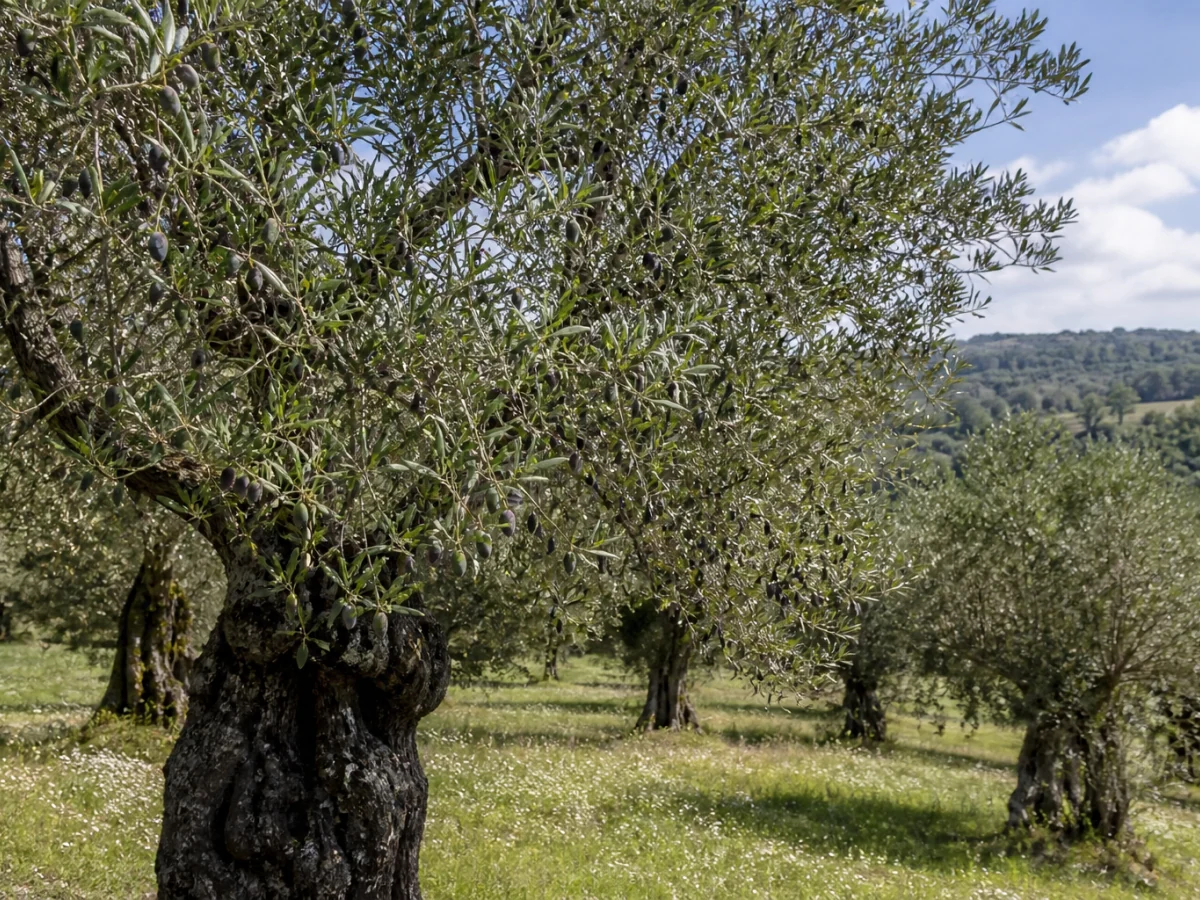 Prancha botânica complementar de Oliveira ‘Cornalhuda’ (Olea europaea L. ‘Cornalhuda’) com caracteres de identificação e ciclo de vida