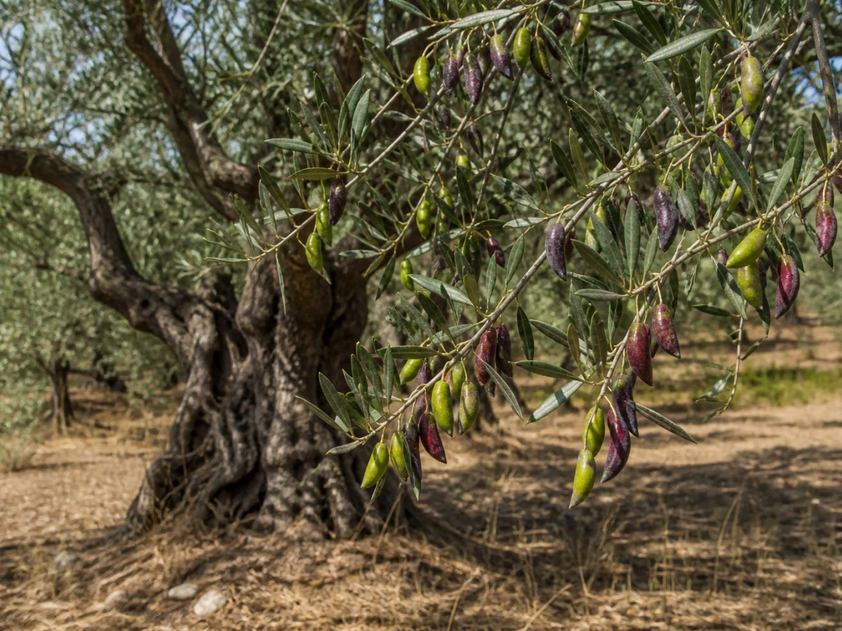 Prancha botânica complementar de Oliveira ‘Feijões de Galo’ (Olea europaea L. ‘Feijões de Galo’) com caracteres de identificação e ciclo de vida