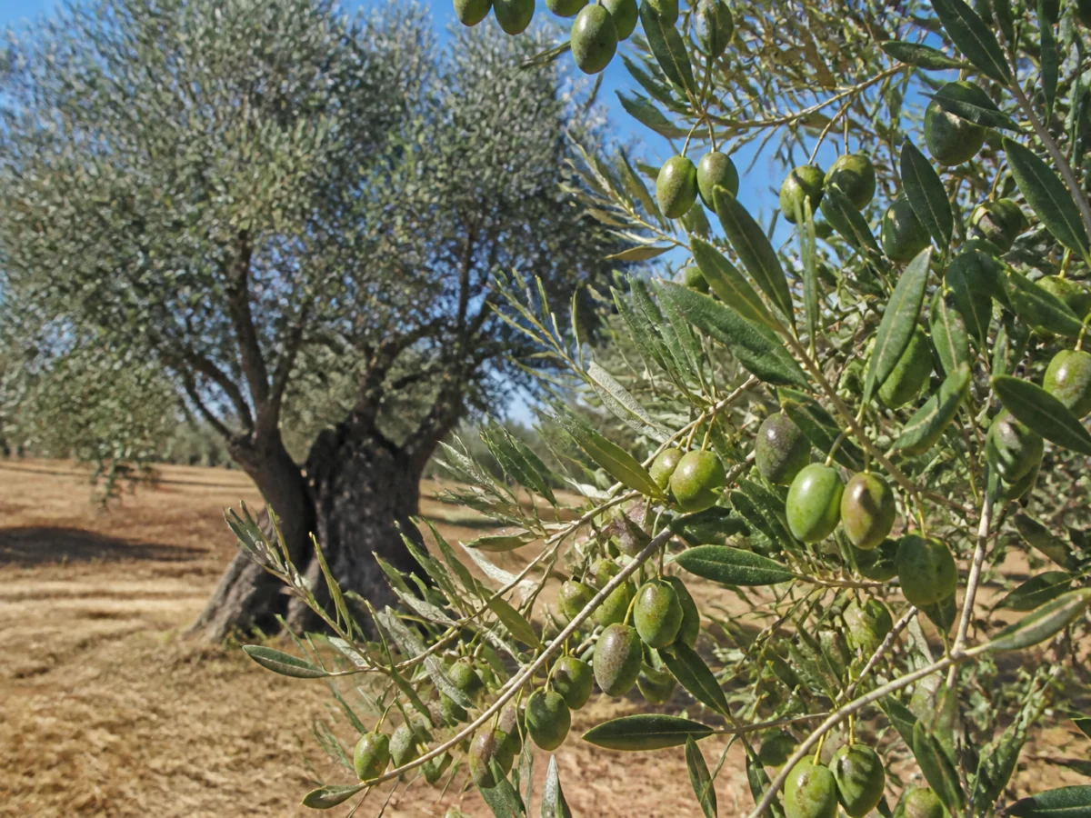 Prancha botânica complementar de Oliveira ‘Galega Grada de Serpa’ (Olea europaea L. ‘Galega Grada de Serpa’) com caracteres de identificação e ciclo de vida