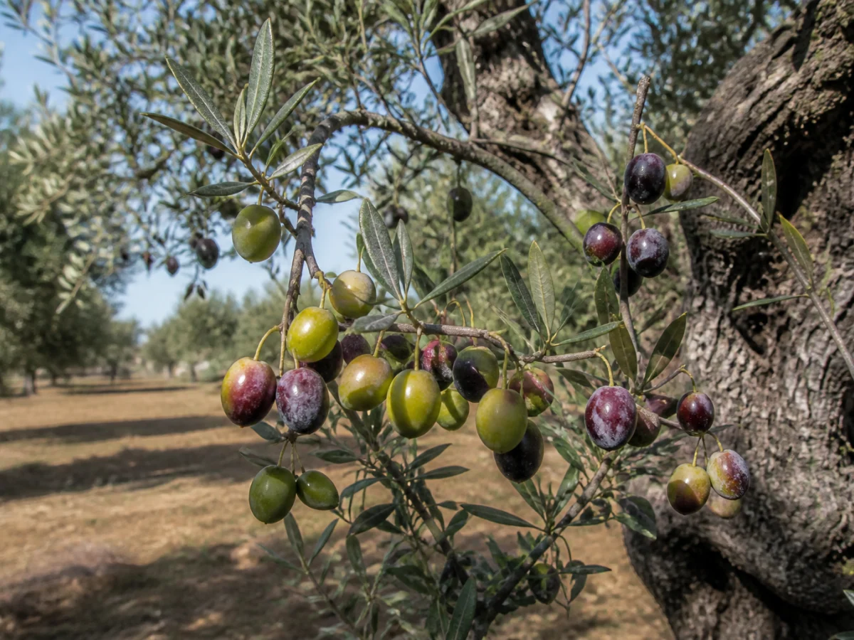 Prancha botânica complementar de Oliveira ‘Galego Grosso’ (Olea europaea L. ‘Galego Grosso’) com caracteres de identificação e ciclo de vida