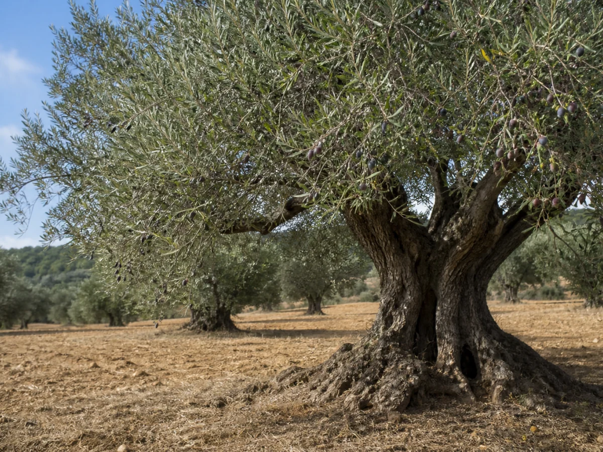 Prancha botânica complementar de Oliveira ‘Judiaga’ (Olea europaea L. ‘Judiaga’) com caracteres de identificação e ciclo de vida