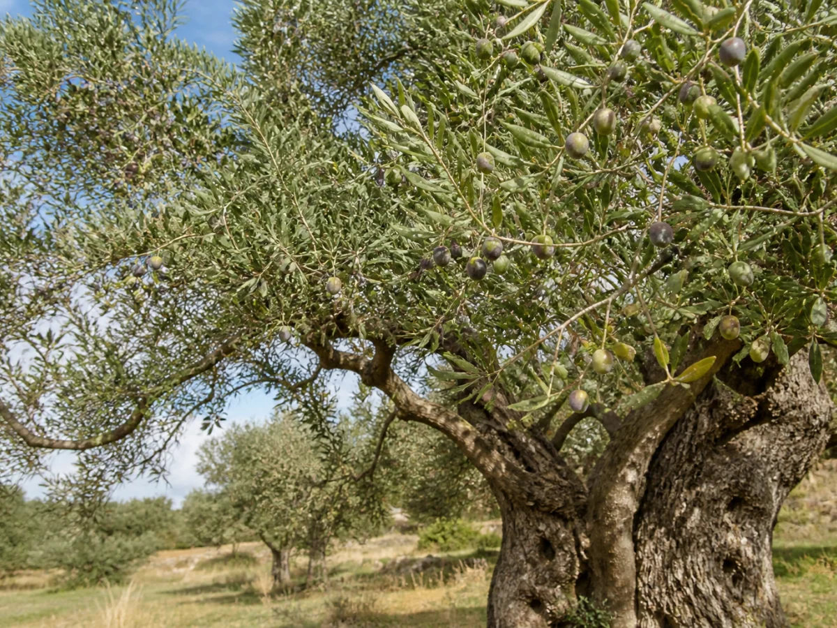 Prancha botânica complementar de Oliveira ‘Lentisca’ (Olea europaea L. ‘Lentisca’) com caracteres de identificação e ciclo de vida