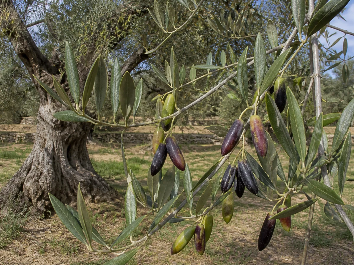 Prancha botânica complementar de Oliveira ‘Longal’ (Olea europaea L. ‘Longal’) com caracteres de identificação e ciclo de vida