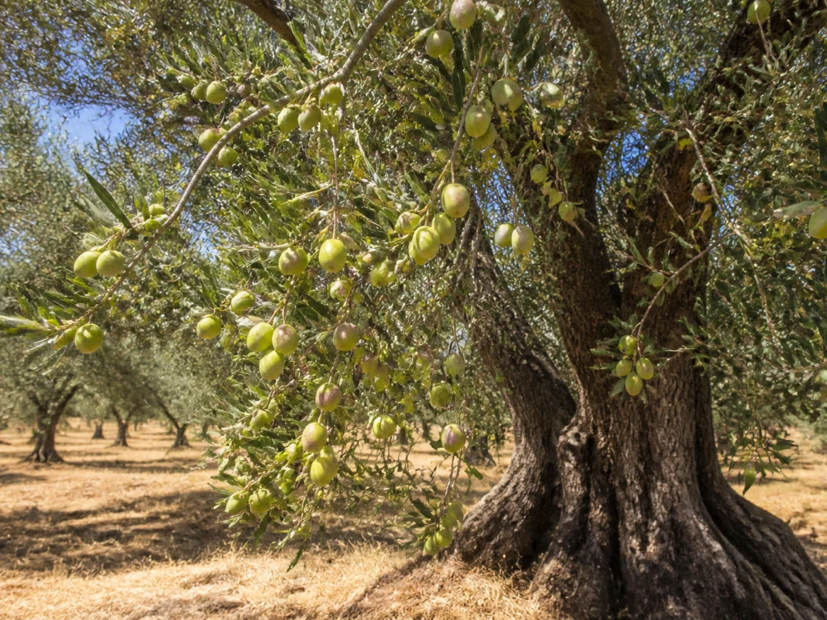 Prancha botânica complementar de Oliveira ‘Ocal’ (Olea europaea L. ‘Ocal’) com caracteres de identificação e ciclo de vida