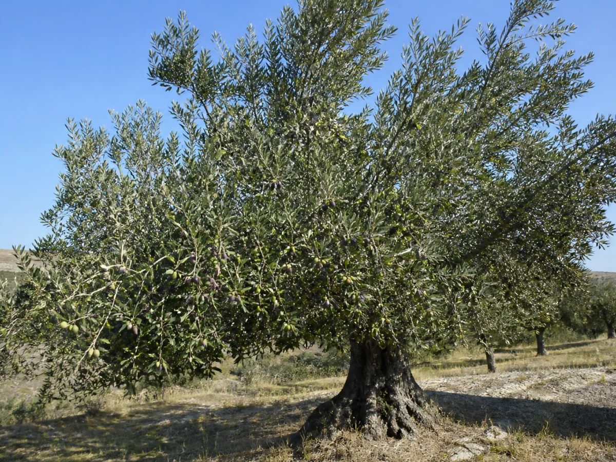 Prancha botânica complementar de Oliveira ‘Planalto’ (Olea europaea L. ‘Planalto’) com caracteres de identificação e ciclo de vida