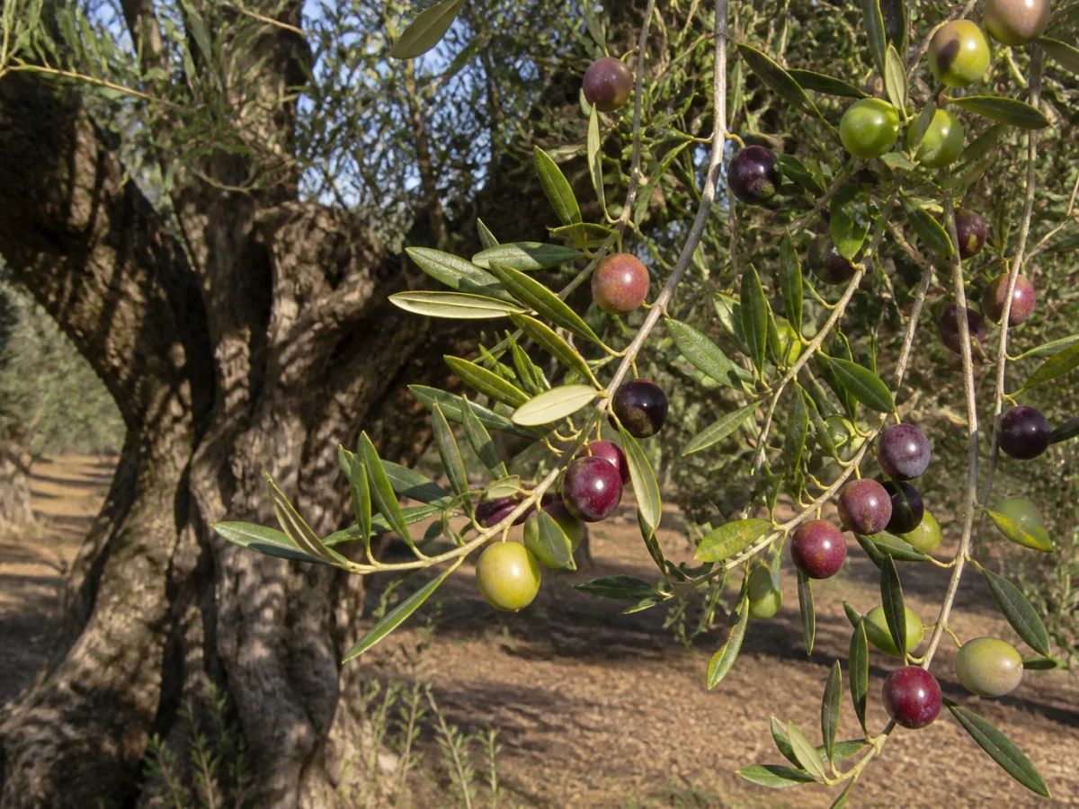 Prancha botânica complementar de Oliveira ‘Redondal’ (Olea europaea L. ‘Redondal’) com caracteres de identificação e ciclo de vida