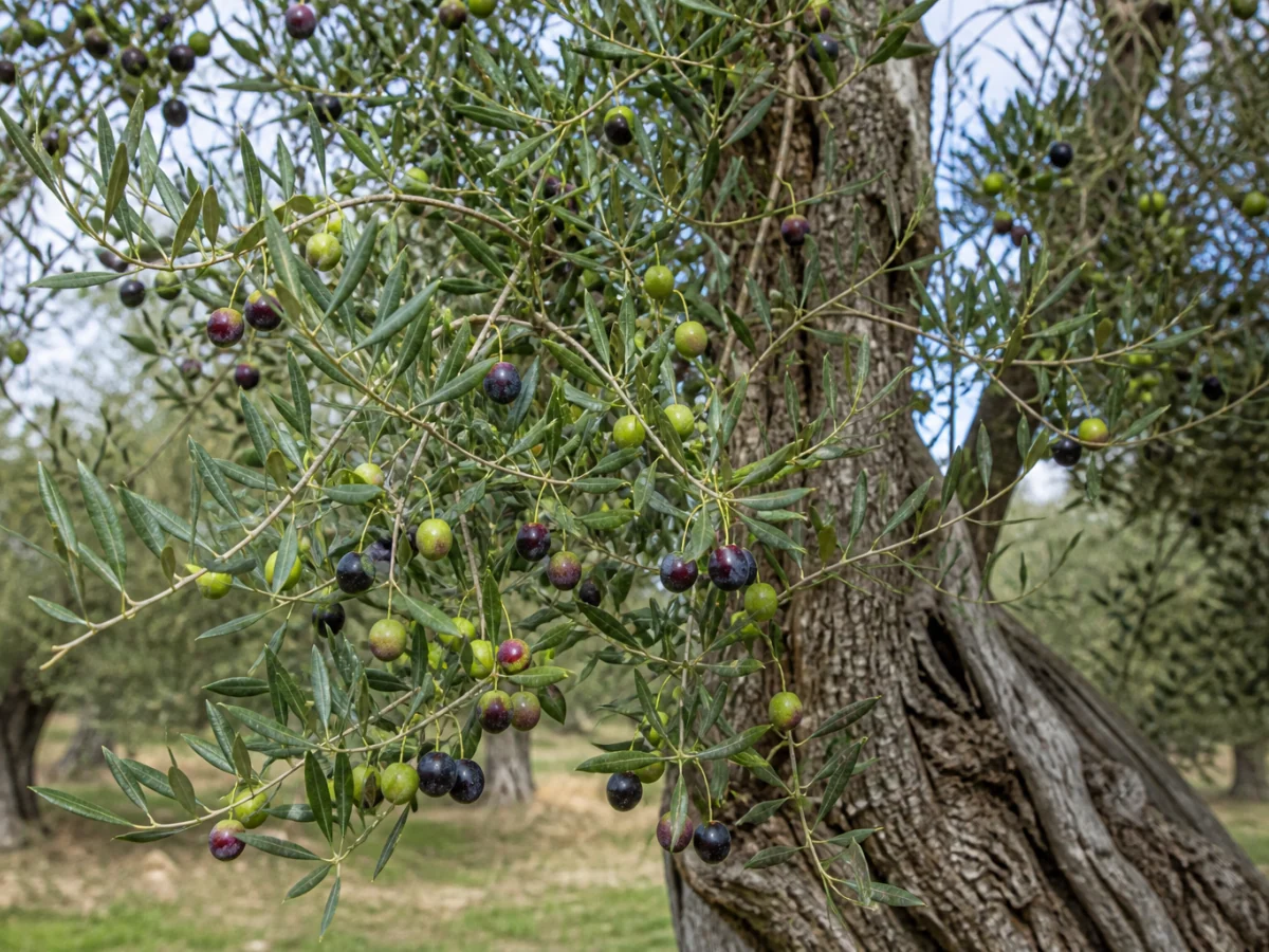 Prancha botânica complementar de Oliveira ‘Redondil’ (Olea europaea L. ‘Redondil’) com caracteres de identificação e ciclo de vida