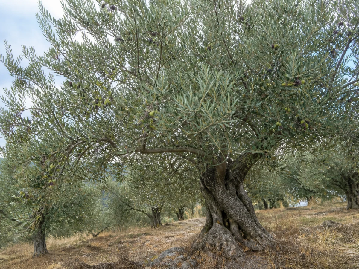 Prancha botânica complementar de Oliveira ‘Santulhana’ (Olea europaea L. ‘Santulhana’) com caracteres de identificação e ciclo de vida
