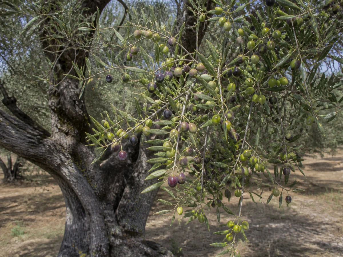 Prancha botânica complementar de Oliveira ‘Tentilheira’ (Olea europaea L. ‘Tentilheira’) com caracteres de identificação e ciclo de vida