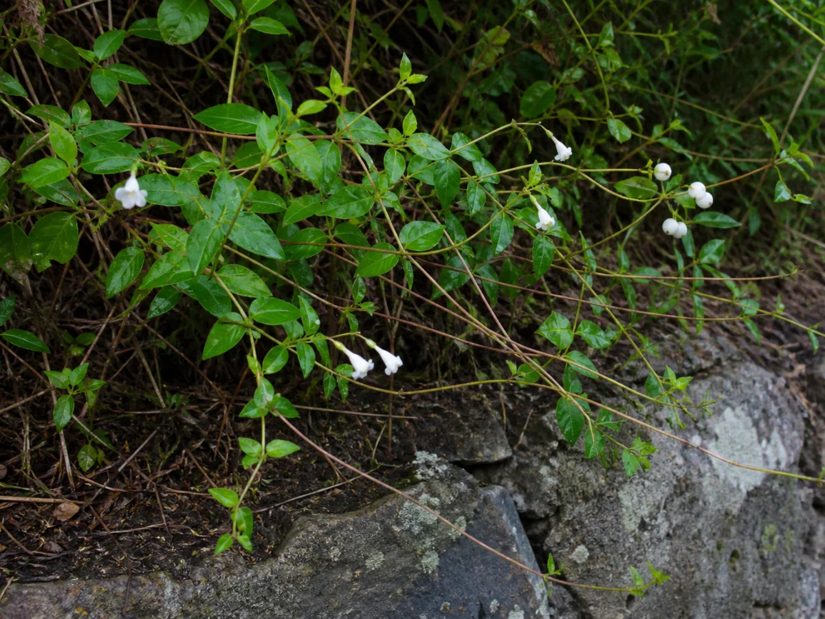 Prancha botânica complementar de Orelha-de-ovelha — não plantar na Madeira (Salpichroa origanifolia) com caracteres de identificação e ciclo de vida