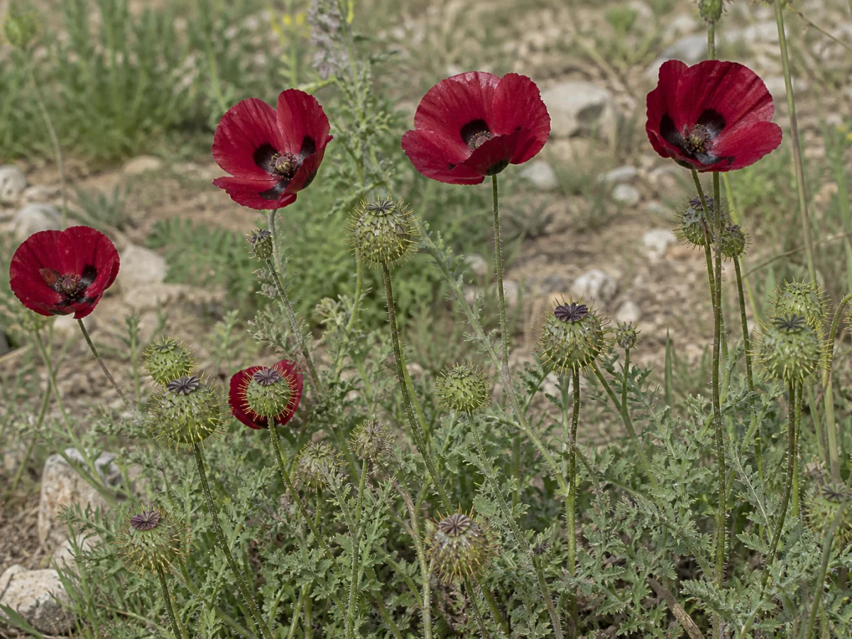 Prancha botânica complementar de Papoila-ouriçada (Papaver hybridum) com caracteres de identificação e ciclo de vida