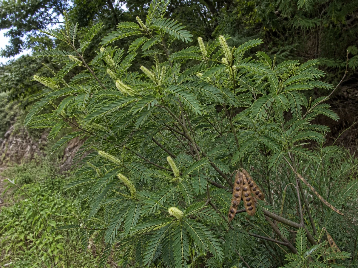 Prancha botânica complementar de Albízia-de-espigas — não plantar (Paraserianthes lophantha) com caracteres de identificação e ciclo de vida