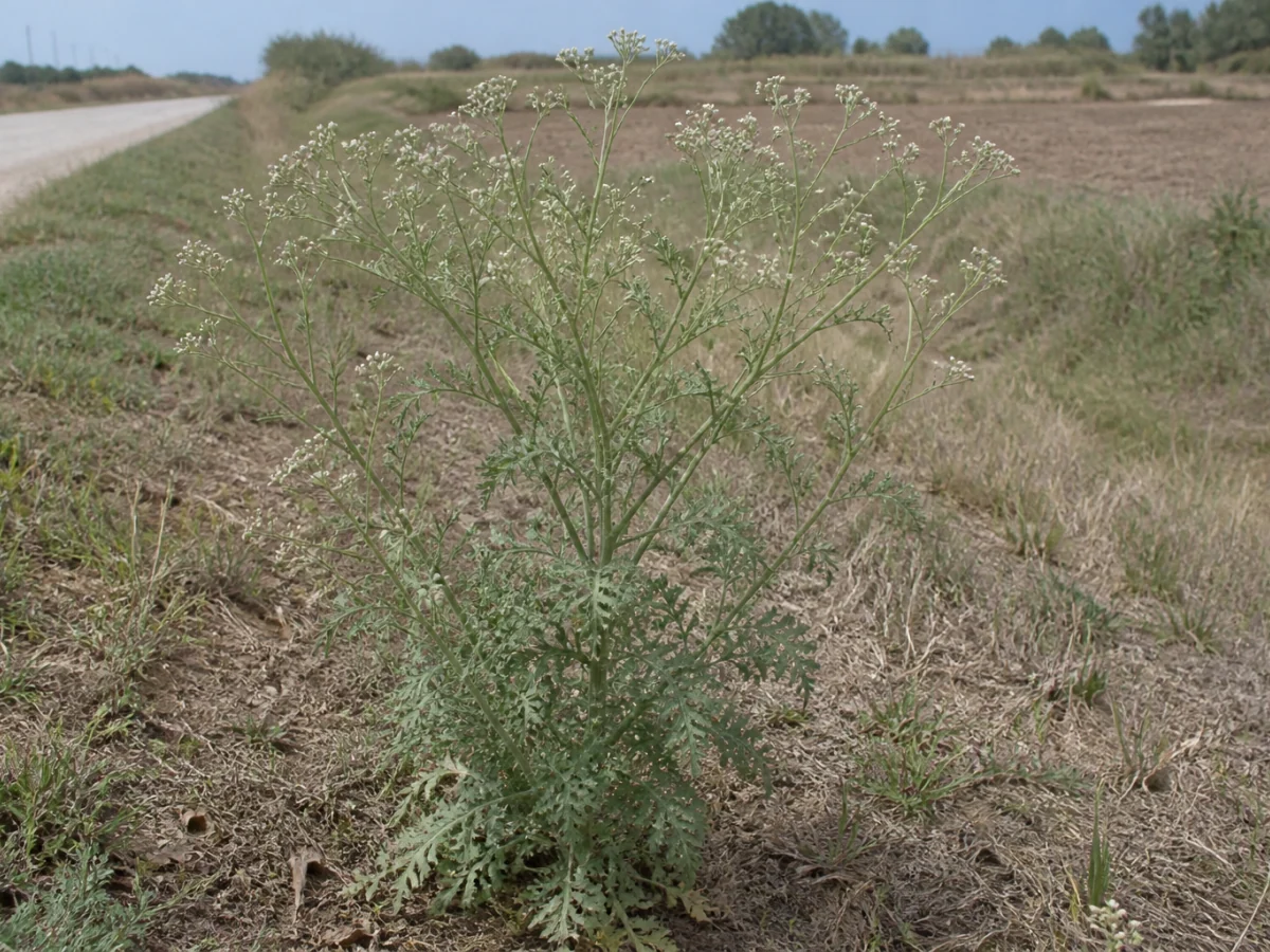 Prancha botânica complementar de Parthenium hysterophorus — não plantar (Parthenium hysterophorus) com caracteres de identificação e ciclo de vida