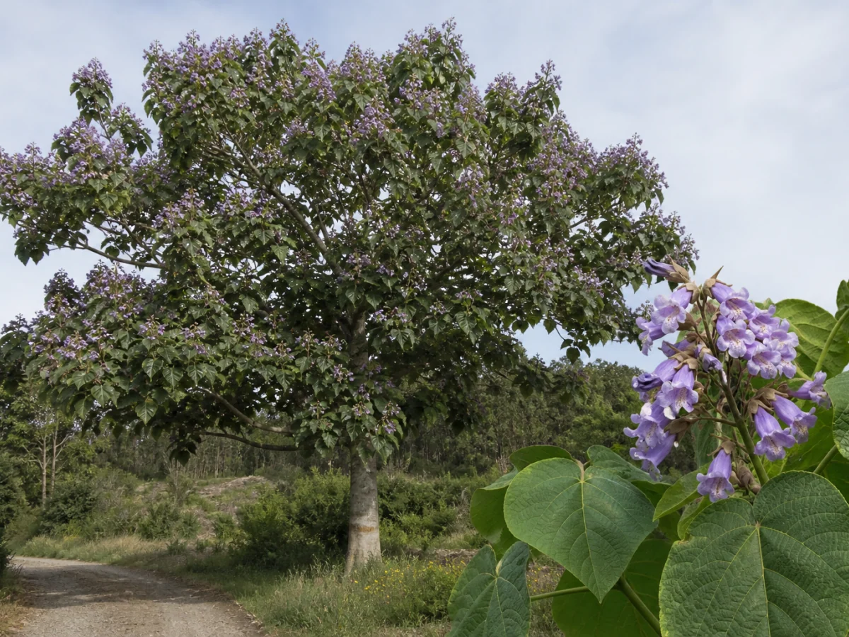 Prancha botânica complementar de Paulónia — não plantar (Paulownia tomentosa) com caracteres de identificação e ciclo de vida