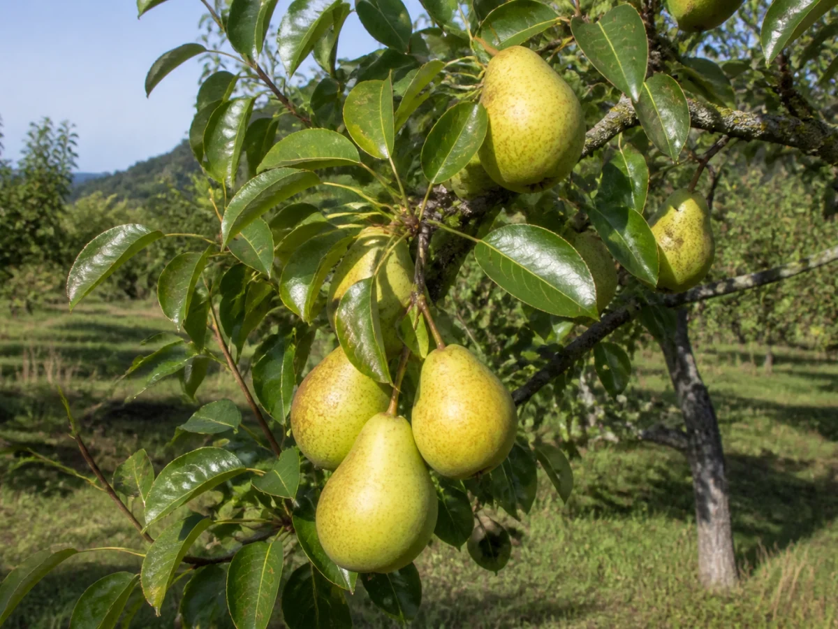 Prancha botânica complementar de Pereira de S. Bartolomeu (Pyrus communis 'São Bartolomeu') com caracteres de identificação e ciclo de vida