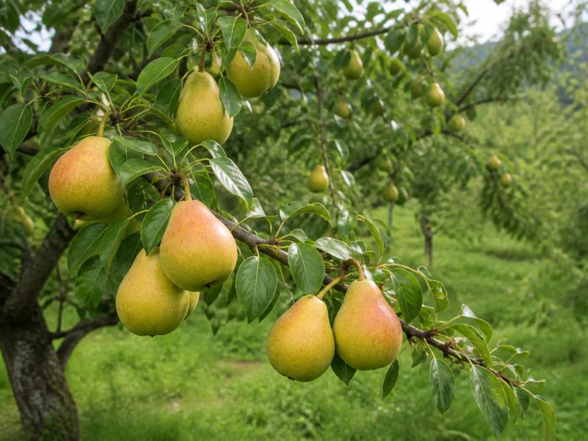 Prancha botânica complementar de Pereira ‘Água’ (Pyrus communis L. ‘Água’) com caracteres de identificação e ciclo de vida