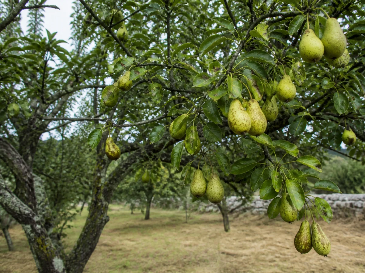 Prancha botânica complementar de Pereira ‘Amêndoa da Guia’ (Pyrus communis L. ‘Amêndoa da Guia’) com caracteres de identificação e ciclo de vida
