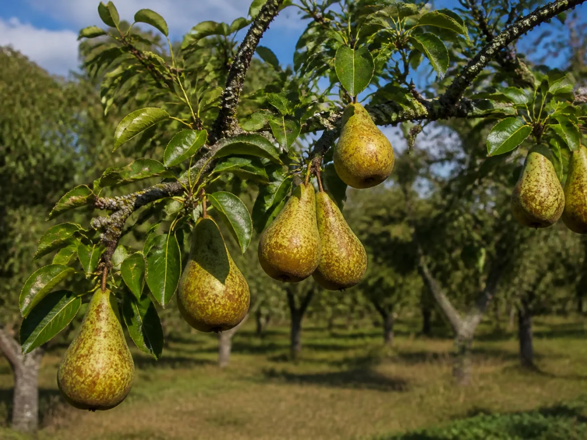 Prancha botânica complementar de Pereira ‘Bela Feia’ (Pyrus communis L. ‘Bela Feia’) com caracteres de identificação e ciclo de vida
