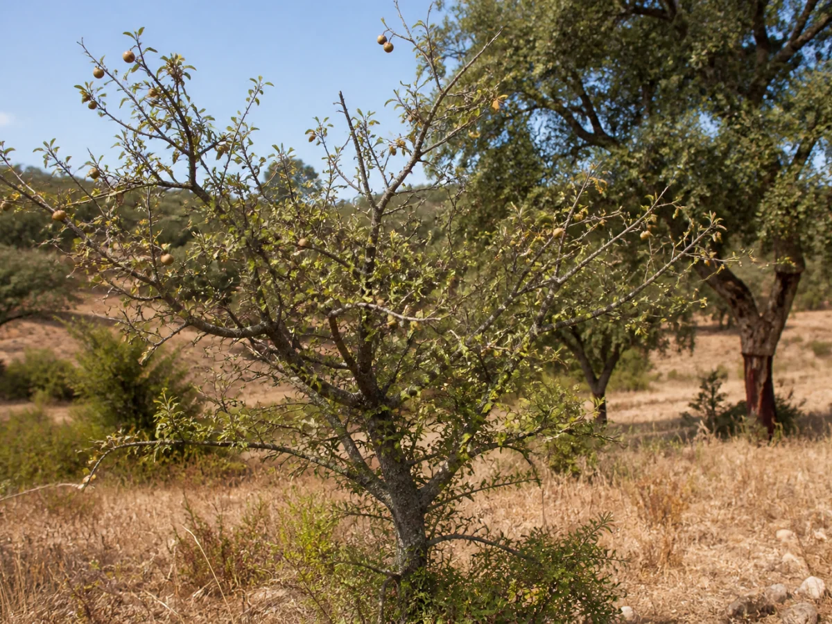 Prancha botânica complementar de Pereira-brava-ibérica (Pyrus bourgaeana) com caracteres de identificação e ciclo de vida
