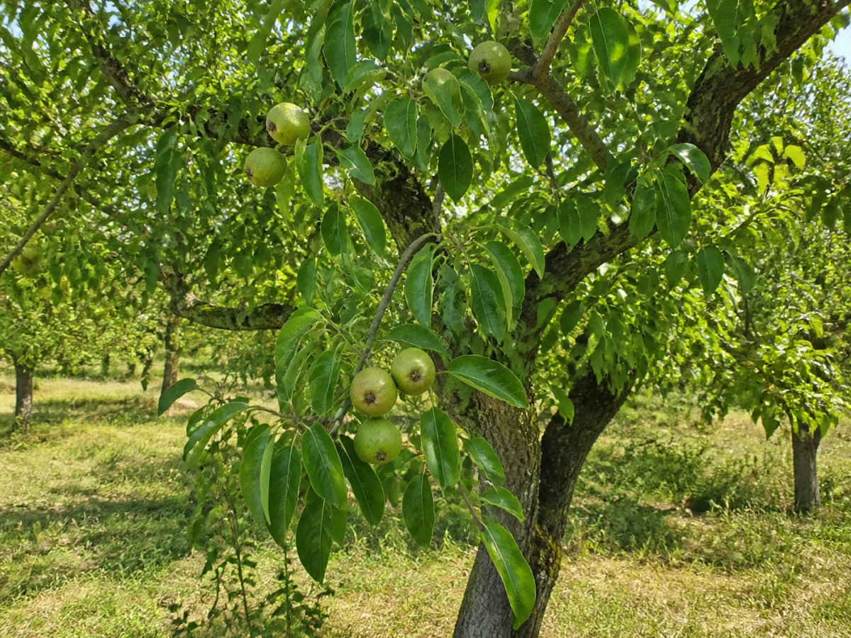 Prancha botânica complementar de Pereira ‘Pão’ (Pyrus communis L. ‘Pão’) com caracteres de identificação e ciclo de vida