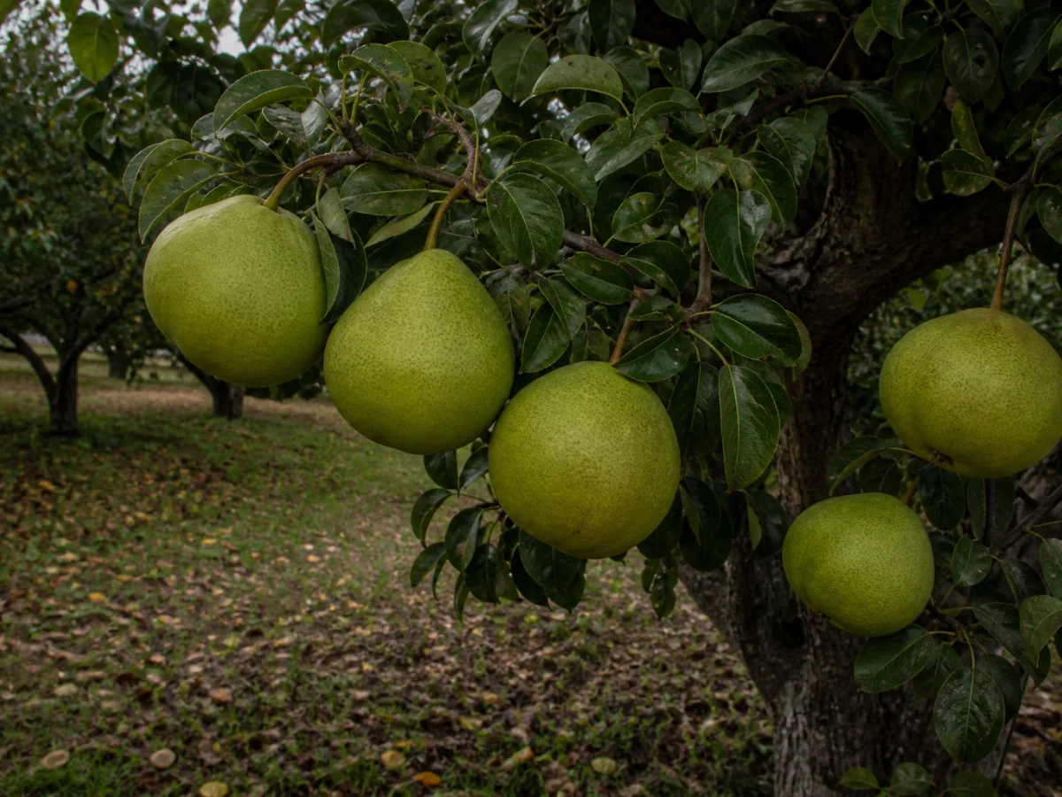 Prancha botânica complementar de Pereira ‘São Bento’ (Pyrus communis L. ‘São Bento’) com caracteres de identificação e ciclo de vida