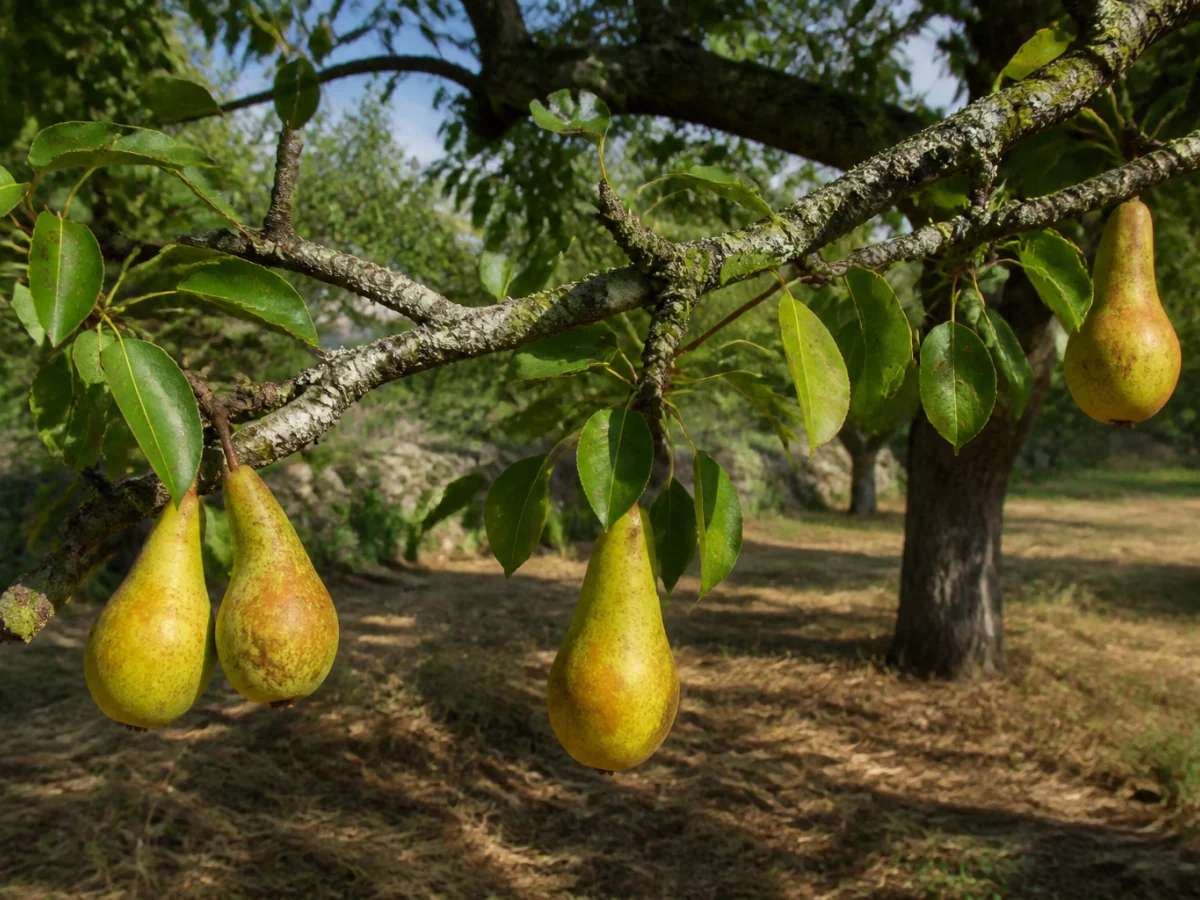 Prancha botânica complementar de Pereira ‘Sete Cotovelos’ (Pyrus communis L. ‘Sete Cotovelos’) com caracteres de identificação e ciclo de vida