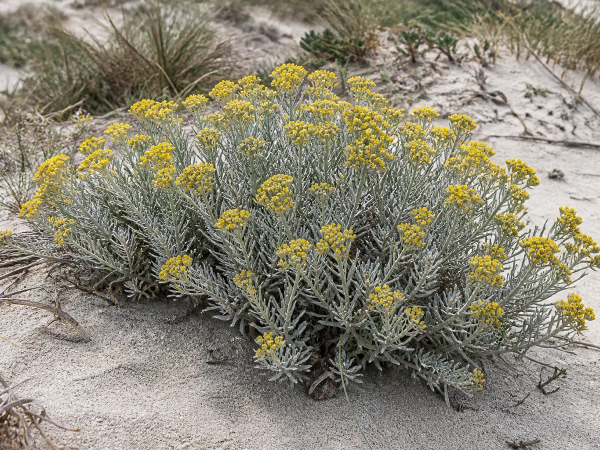 Prancha botânica complementar de Perpétua-das-areias (Helichrysum italicum subsp. picardi) com caracteres de identificação e ciclo de vida