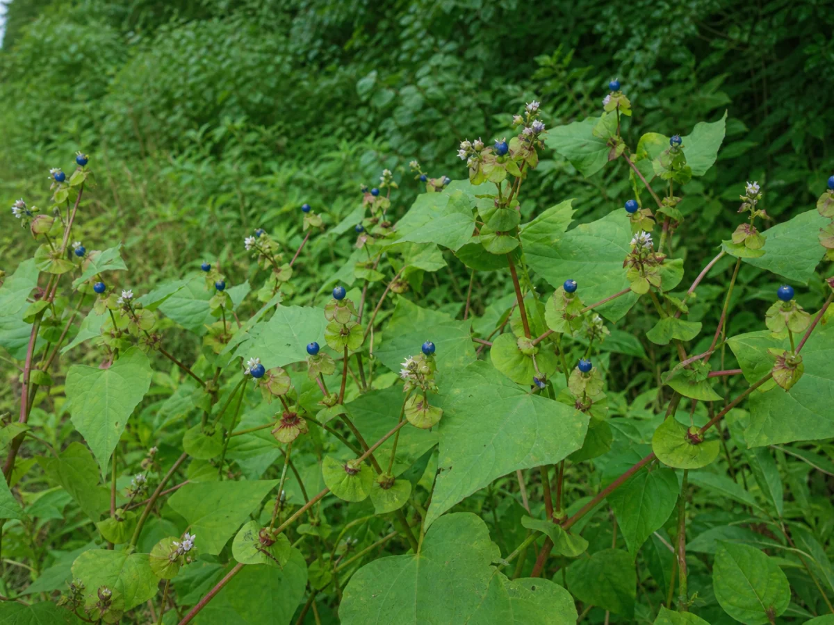 Prancha botânica complementar de Persicaria perfoliata — não plantar (Persicaria perfoliata) com caracteres de identificação e ciclo de vida