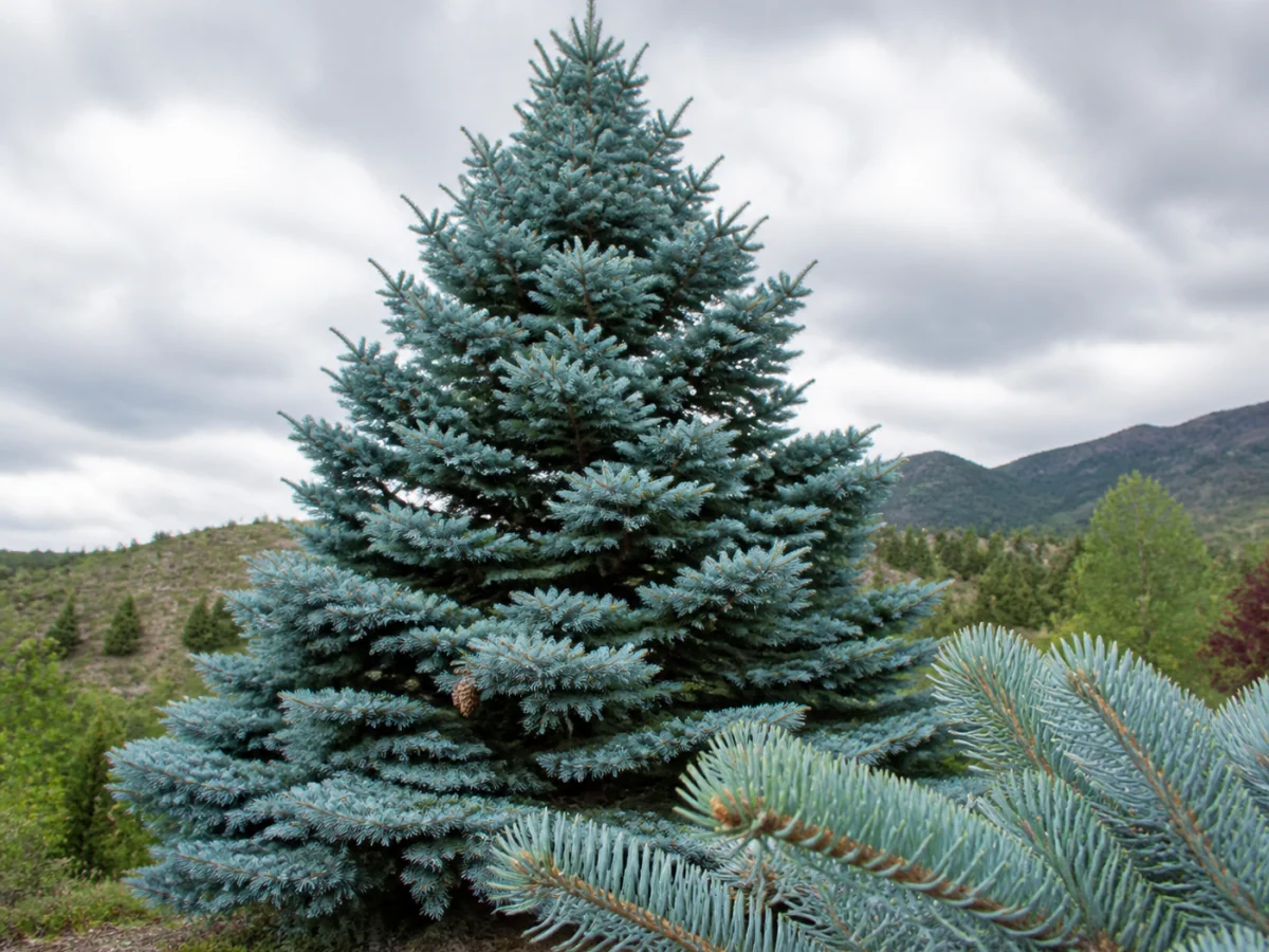 Prancha botânica complementar de Pícea-azul (Picea pungens) com caracteres de identificação e ciclo de vida