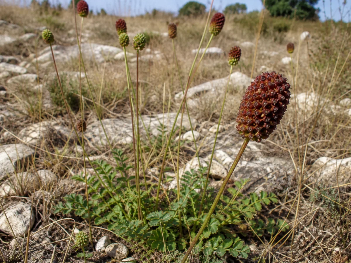 Prancha botânica complementar de Pimpinela-comum (Sanguisorba verrucosa) com caracteres de identificação e ciclo de vida