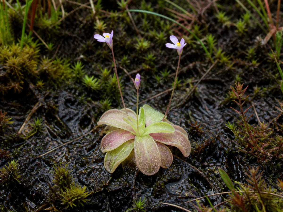 Prancha botânica complementar de Pinguícula (Pinguicula lusitanica) com caracteres de identificação e ciclo de vida