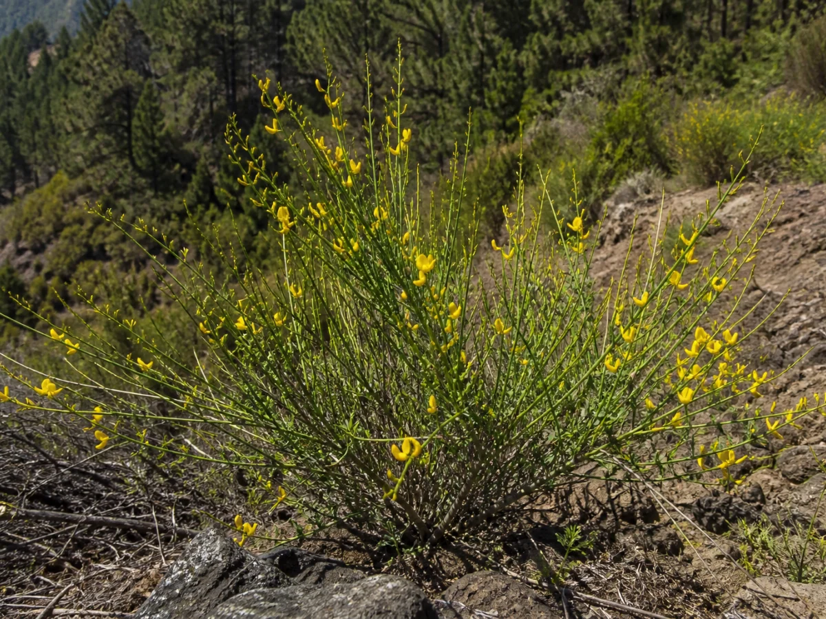 Prancha botânica complementar de Piorno-da-Madeira (Genista tenera) com caracteres de identificação e ciclo de vida