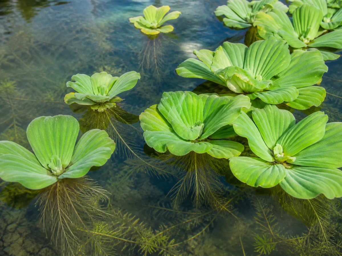 Prancha botânica complementar de Alface-de-água — não plantar (Pistia stratiotes) com caracteres de identificação e ciclo de vida