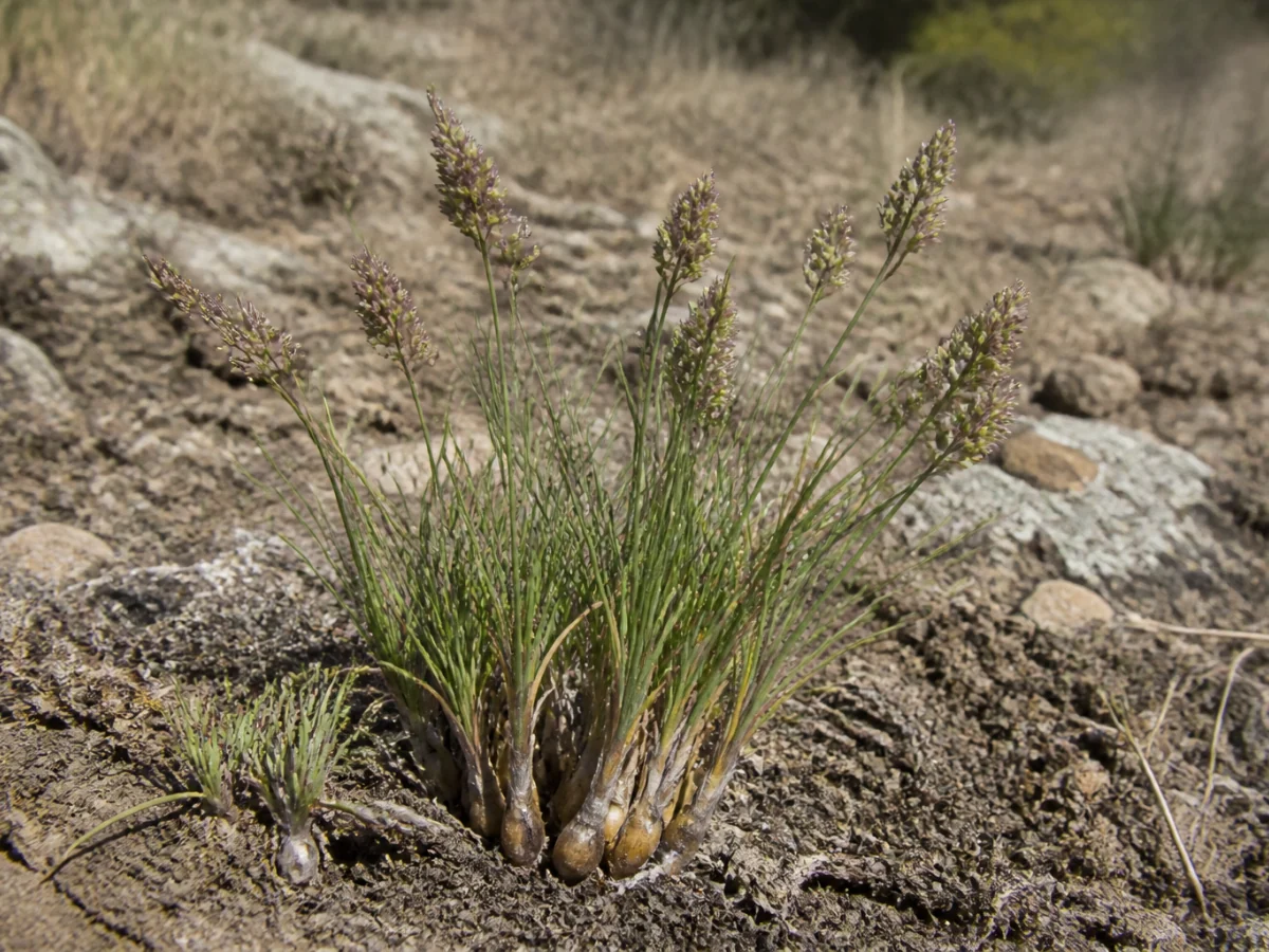 Prancha botânica complementar de Poa-bolbosa (Poa bulbosa) com caracteres de identificação e ciclo de vida