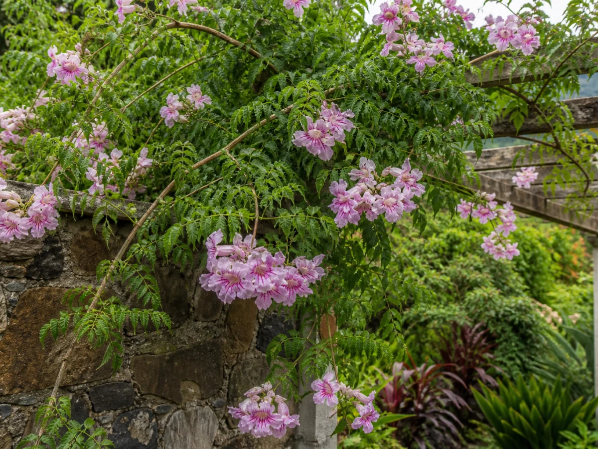 Prancha botânica complementar de Podranea ricasoliana — cultivo rastreado na Madeira (Podranea ricasoliana) com caracteres de identificação e ciclo de vida