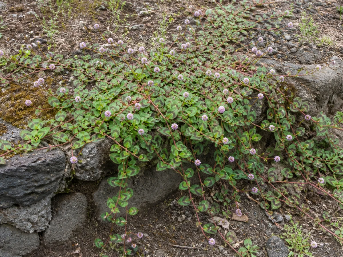 Prancha botânica complementar de Polígono-de-jardim — não plantar na Madeira (Polygonum capitatum) com caracteres de identificação e ciclo de vida