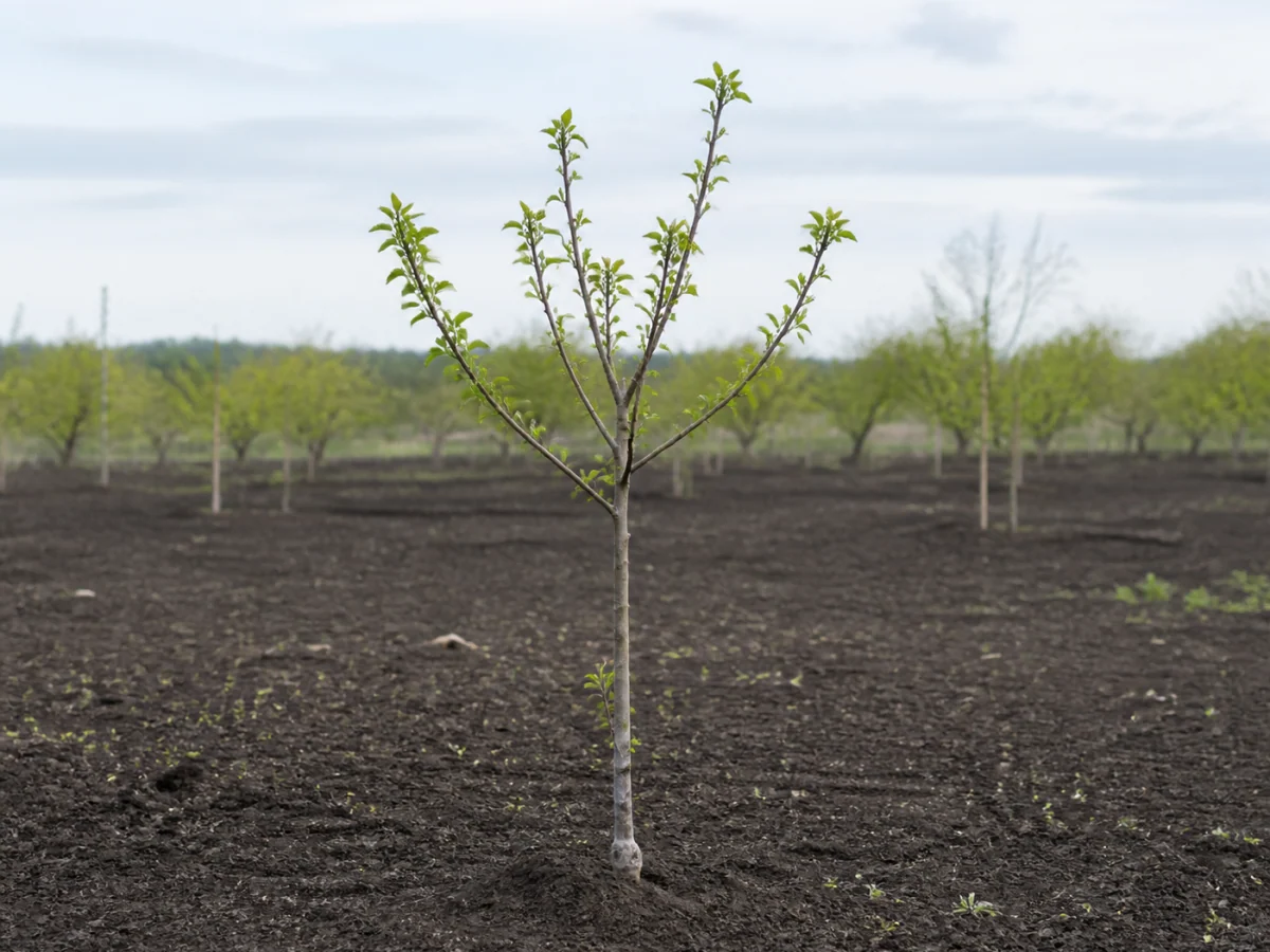 Prancha botânica complementar de Porta-enxerto Mazzard (Prunus avium 'Mazzard') com caracteres de identificação e ciclo de vida