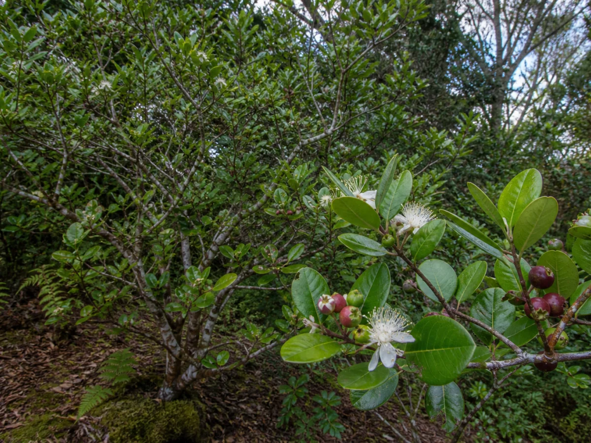 Prancha botânica complementar de Psidium cattleyanum — identidade legal histórica (Psidium cattleyanum) com caracteres de identificação e ciclo de vida