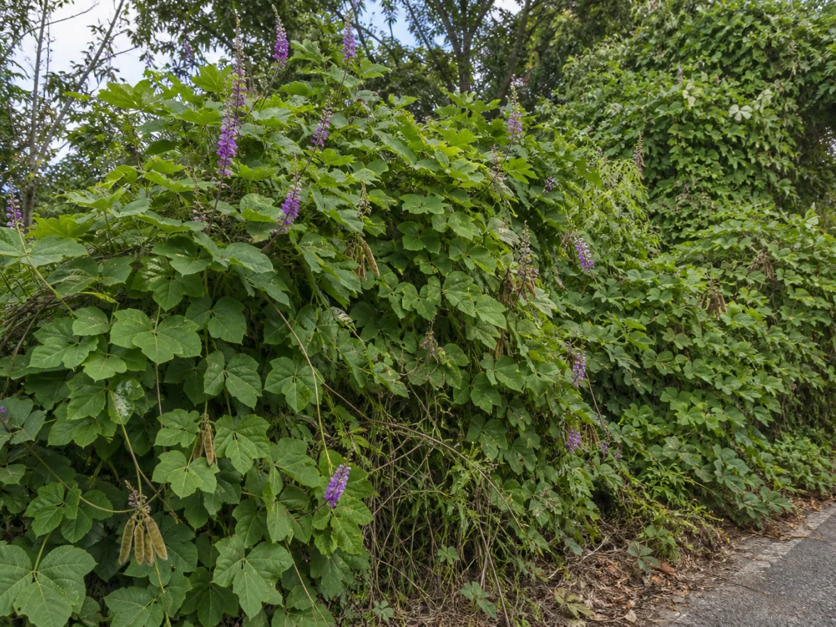 Prancha botânica complementar de Kudzu — não plantar (Pueraria lobata) com caracteres de identificação e ciclo de vida