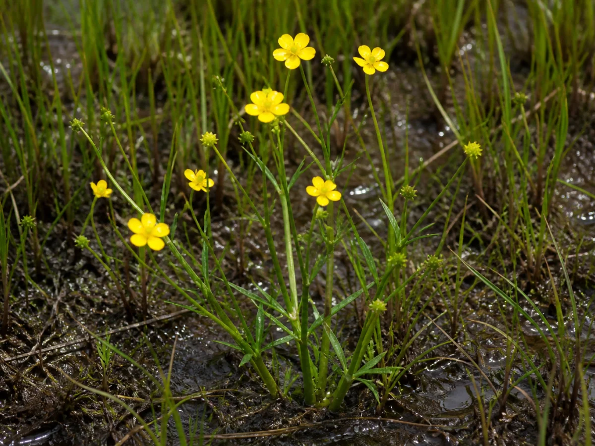 Prancha botânica complementar de Ranúnculo-inflamatório (Ranunculus flammula) com caracteres de identificação e ciclo de vida