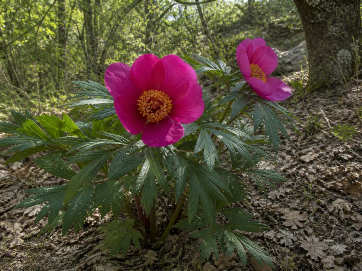 Prancha botânica complementar de Rosa-albardeira (Paeonia broteri) com caracteres de identificação e ciclo de vida