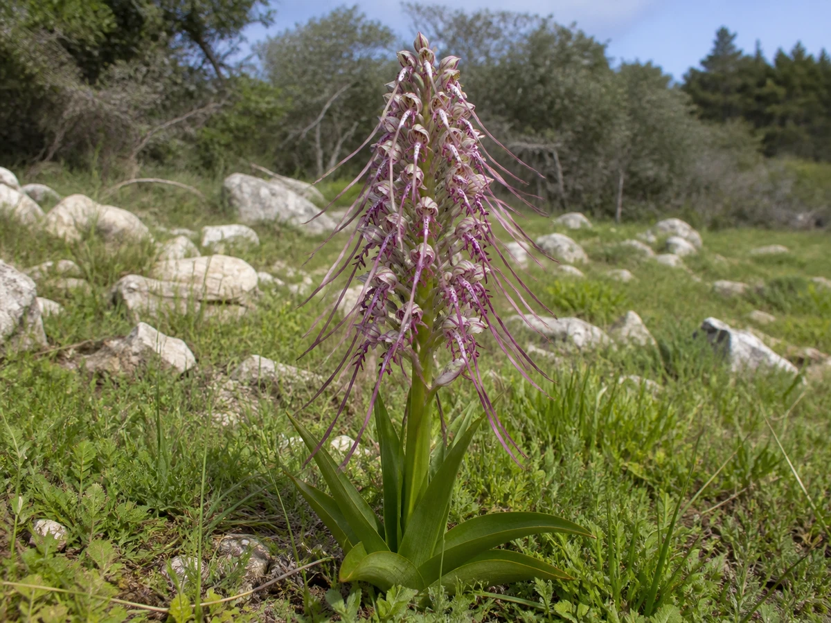 Prancha botânica complementar de Salepeira-grande (Himantoglossum robertianum) com caracteres de identificação e ciclo de vida