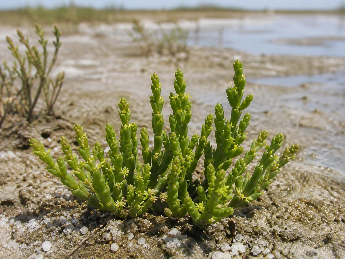 Prancha botânica complementar de Salicórnia-anã (Halopeplis amplexicaulis) com caracteres de identificação e ciclo de vida