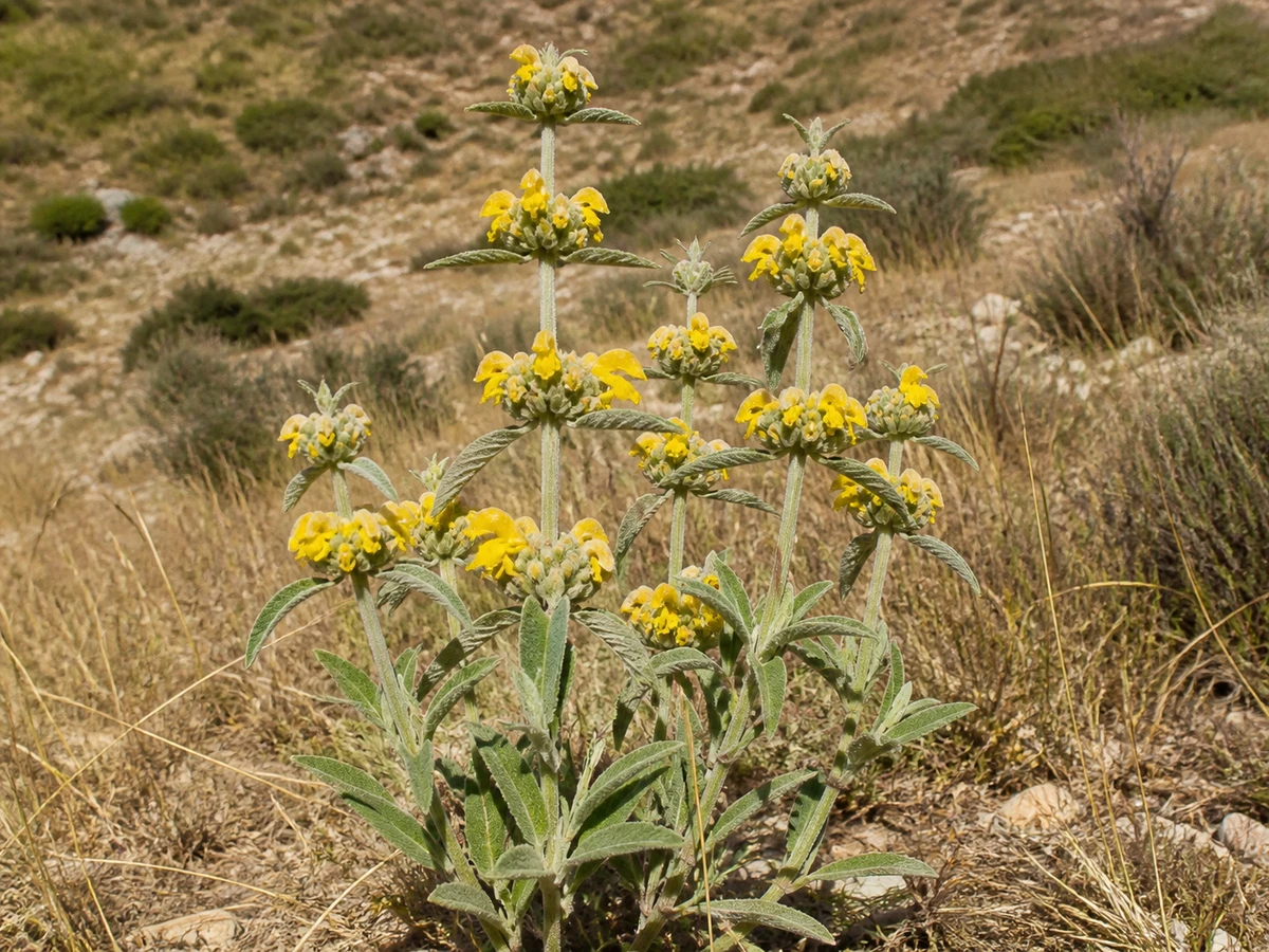 Prancha botânica complementar de Salva-brava (Phlomis lychnitis) com caracteres de identificação e ciclo de vida