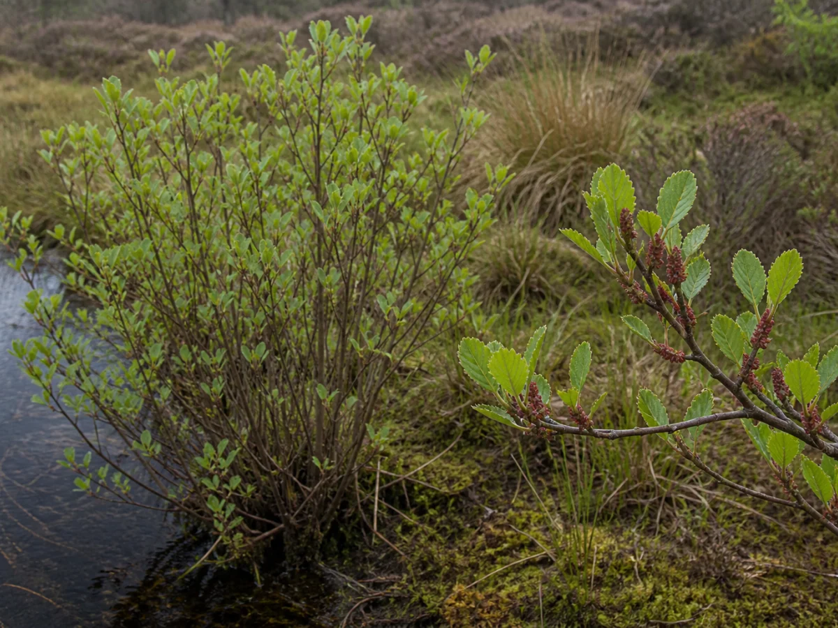 Prancha botânica complementar de Samouco-do-Brabante (Myrica gale) com caracteres de identificação e ciclo de vida