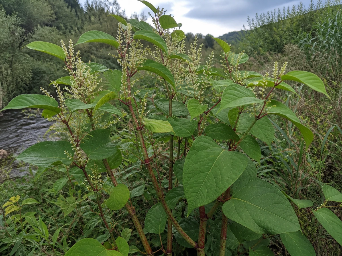 Prancha botânica complementar de Sanguinária-do-Japão — não plantar (Fallopia japonica) com caracteres de identificação e ciclo de vida